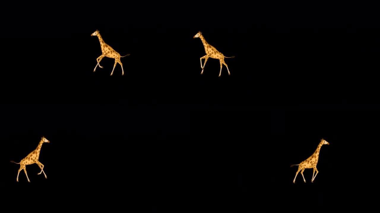 大长颈鹿奔跑并停止alpha matte极端远射