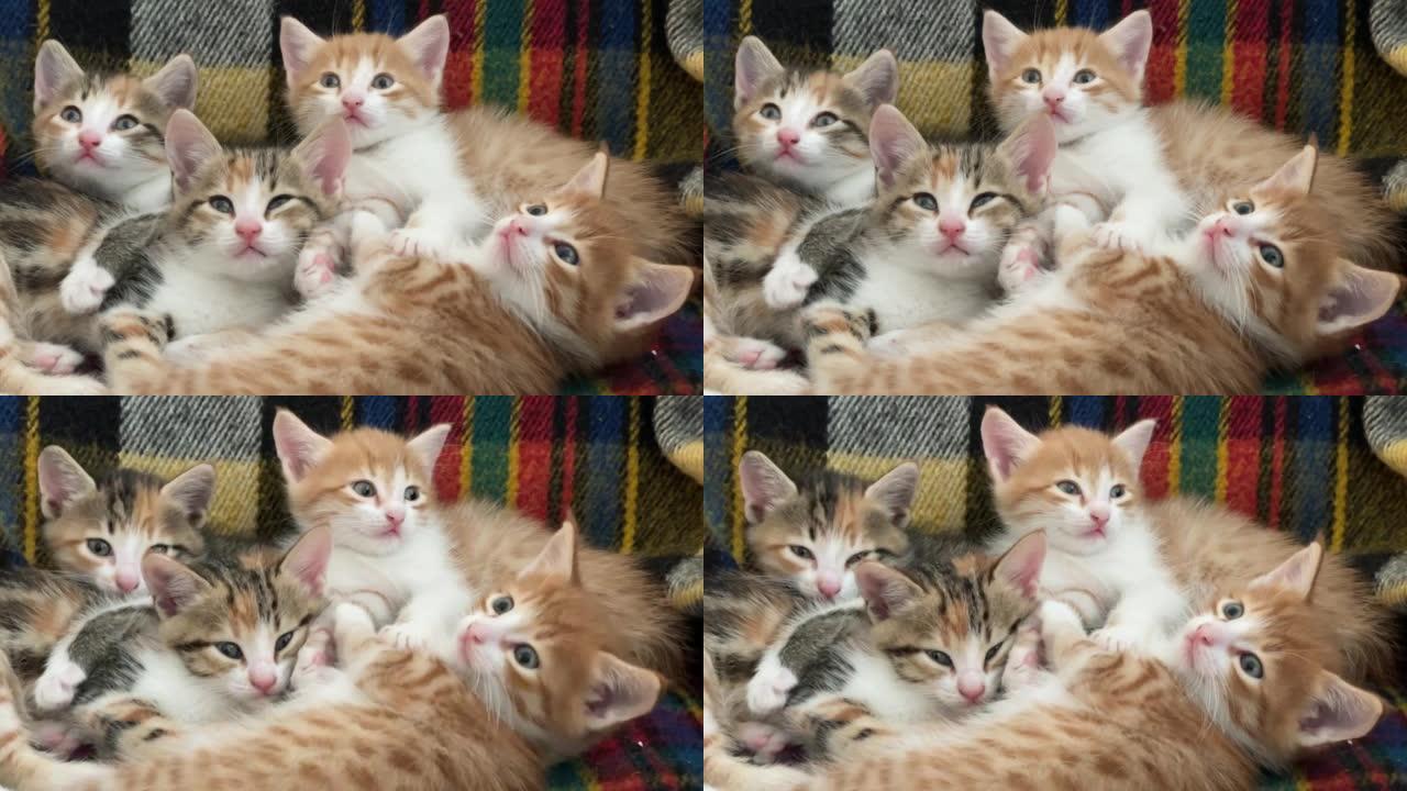 四只小猫四只小猫