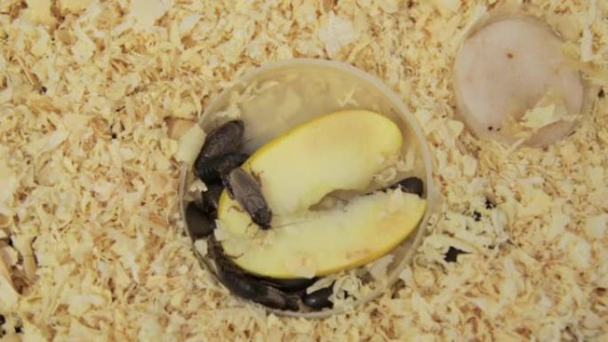 巨大的棕色蟑螂和大胡子吃一块苹果，在水族馆里爬到木屑上。特写，顶视图。很多害虫，恶心的昆虫