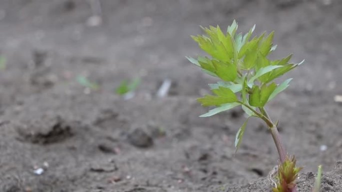 春天在花园里蓬勃生长的Lovage