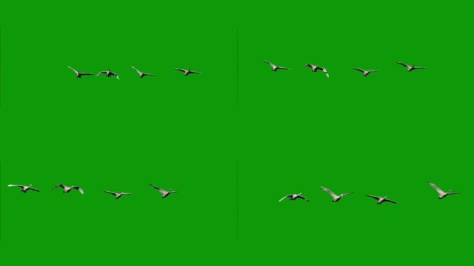 在绿色屏幕上飞翔的天鹅群