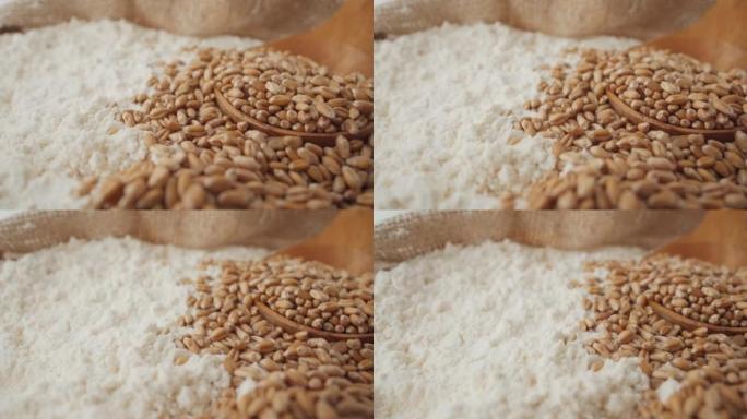 旋转小麦谷物和白面粉