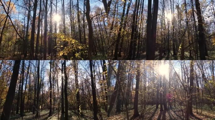 秋天的混交林在阳光明媚的日子里，光线穿透了树木和灌木丛
