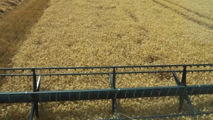 小麦收获开始-粮食短缺的担忧加剧