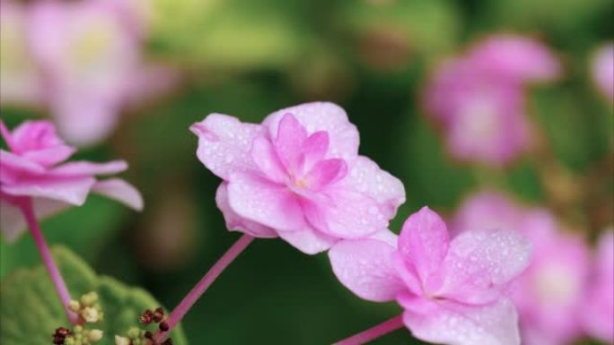 雨天花瓣上有雨滴的双花绣球花特写，大叶绣球花，法国绣球花，4k镜头放大效果。