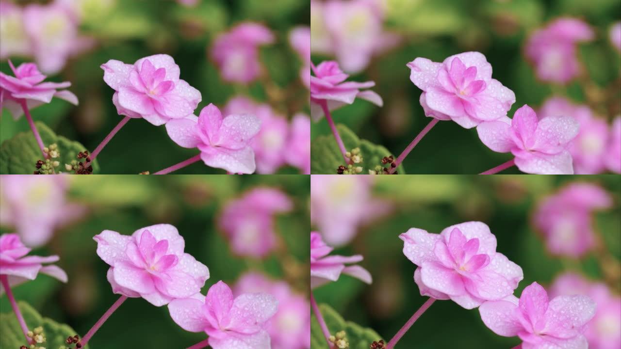 雨天花瓣上有雨滴的双花绣球花特写，大叶绣球花，法国绣球花，4k镜头放大效果。