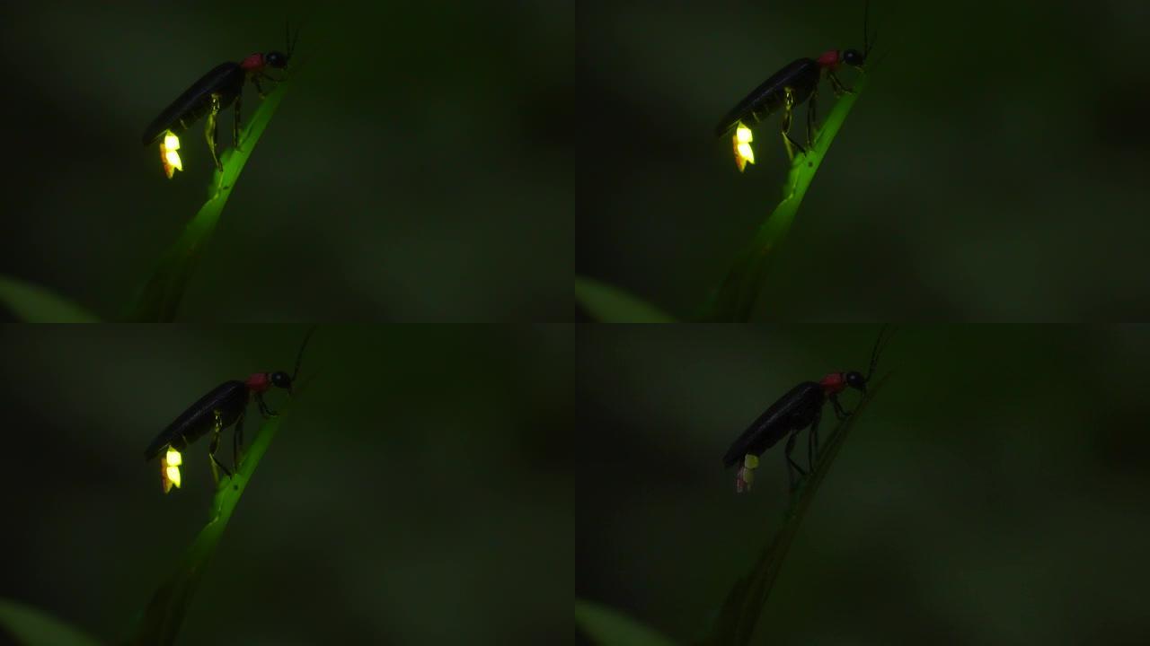 萤火虫粘在树叶上，拼命发光。