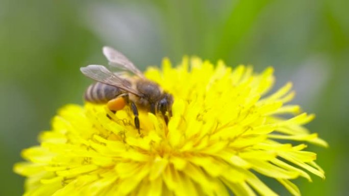 蜜蜂摄食蒲公英花的慢动作视频
