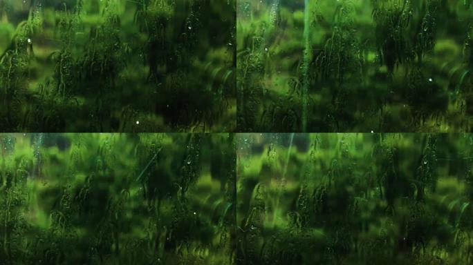 大雨伴随着一阵风。窗外的雨滴。在阴雨天气中，风在树木上摇摇欲构成
