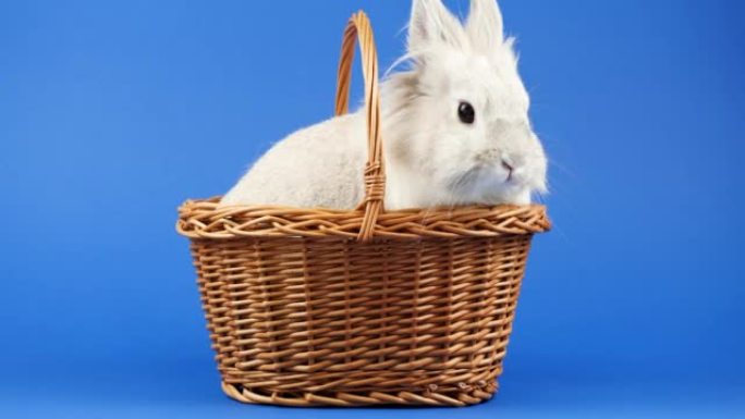 装饰家兔坐在蓝色背景的篮子里。可爱的小兔子环顾四周。健康动物和宠物概念