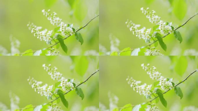 小树的白花，鸟樱桃或朴树。拉特。李努斯·帕图斯。慢动作。