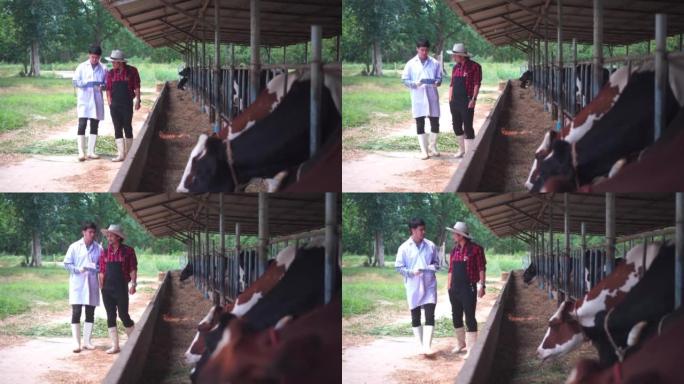 养牛场兽医正在与奶农交谈