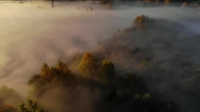 日出时雾蒙蒙的五颜六色的树木的惊人鸟瞰图。秋雾景观。雄伟的薄雾森林。鸟瞰图。薄雾笼罩的乡村的日出。神