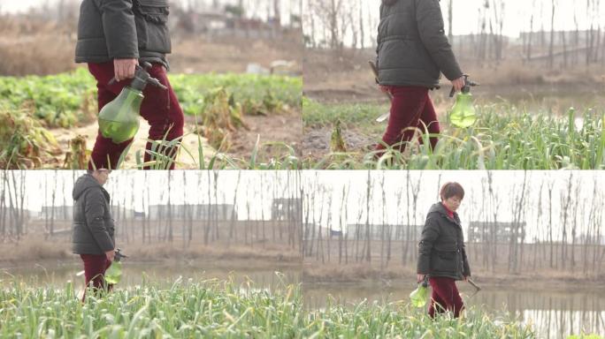 一位亚洲农民在他的花园里给蔬菜浇水-一种健康的生活方式