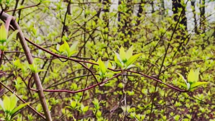 春天的头几天，在阳光明媚的天气里，新出现的绿叶小树枝在风中摇摆