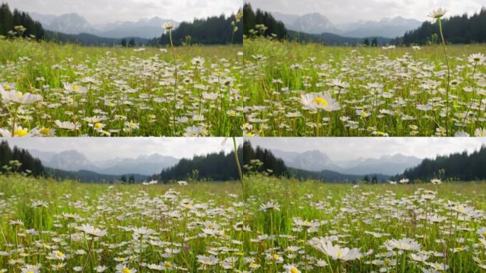 镜头慢慢地穿过黑山洋甘菊花的田野