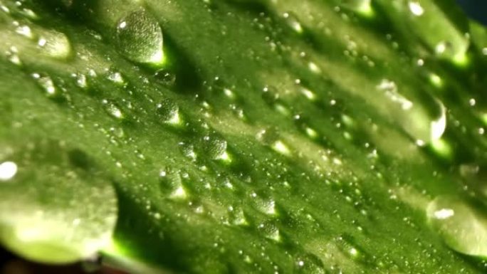 水滴落在新鲜的绿叶上的慢动作。从芦荟叶中获得提取物。自然湿度或环境和清洁度的概念。治愈