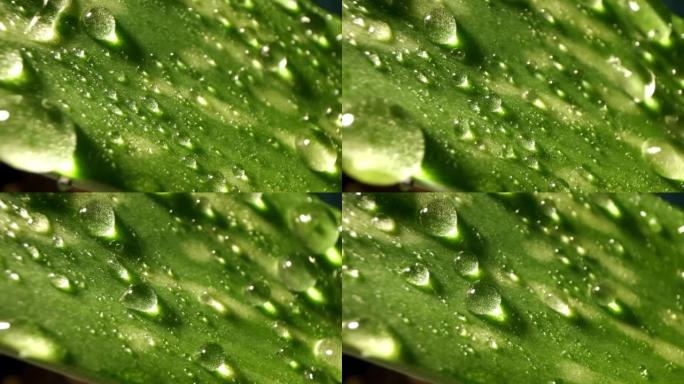 水滴落在新鲜的绿叶上的慢动作。从芦荟叶中获得提取物。自然湿度或环境和清洁度的概念。治愈