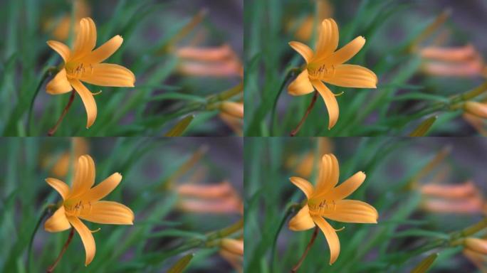 春天的黄花菜或Hemerocallis