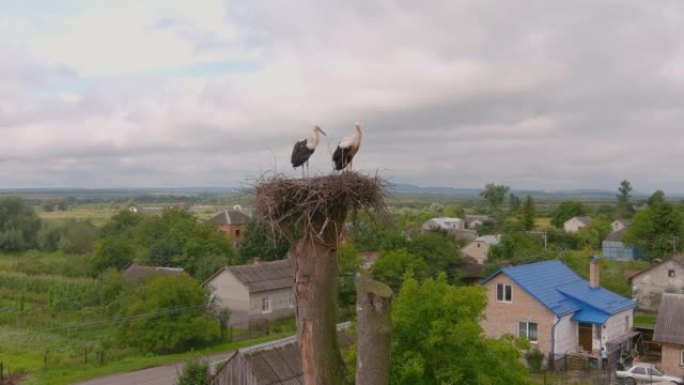 鹳巢，两只鹳。鸟儿在蓝天上筑巢，传单站在它的家中。野生鹳的景色