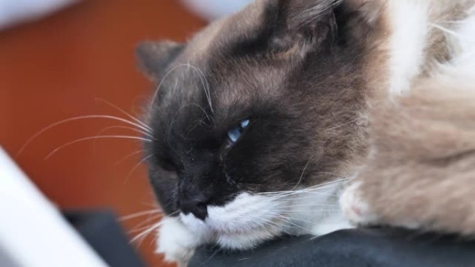 可爱的布娃娃猫睁开眼睛的特写，蓝眼睛黑猫的头像，4k慢动作镜头。
