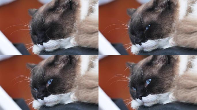 可爱的布娃娃猫睁开眼睛的特写，蓝眼睛黑猫的头像，4k慢动作镜头。