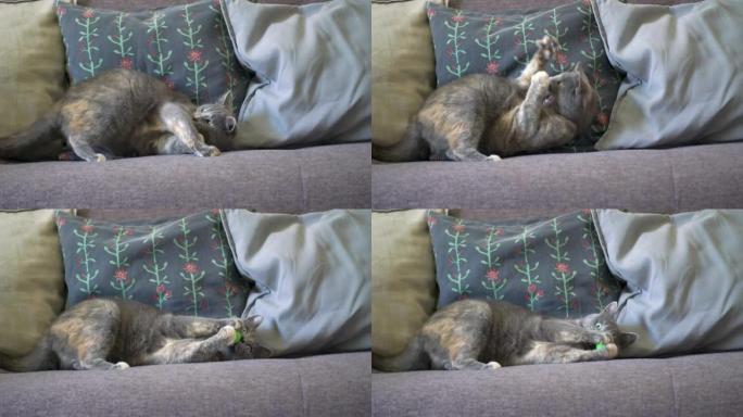 快乐的懒惰可爱的灰色家猫，玩一个绿色的小球。