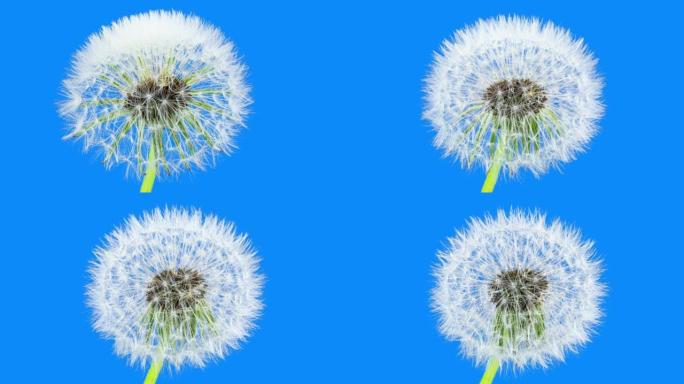 蒲公英种子开花在蓝色背景上延时。盛开的白色蒲公英。蓬松花卉植物