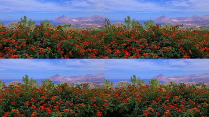 西西里岛蒙特科法诺背景下的红色马丹花全景。意大利