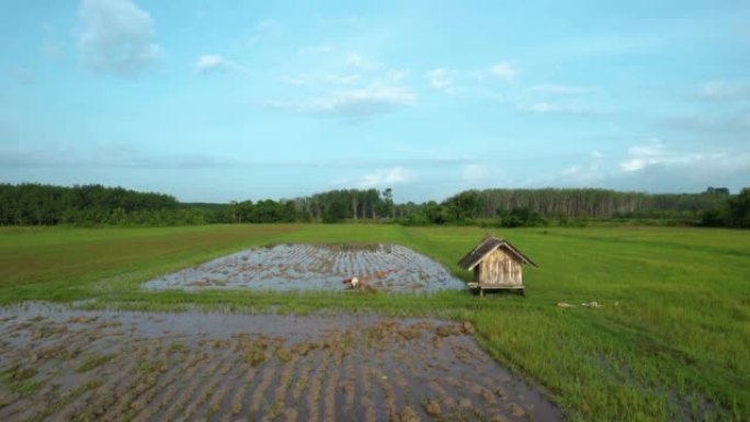 夏季稻田和绿色农田的鸟瞰图