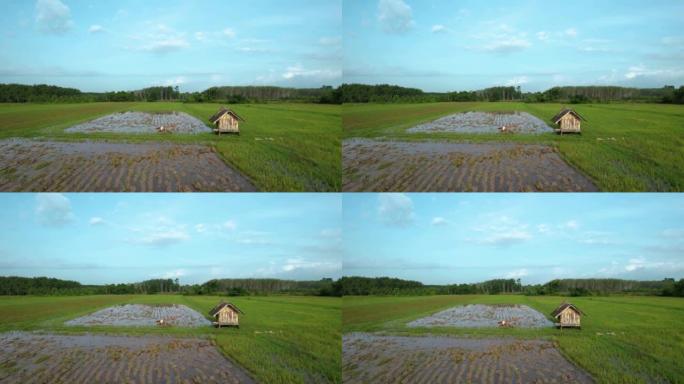 夏季稻田和绿色农田的鸟瞰图