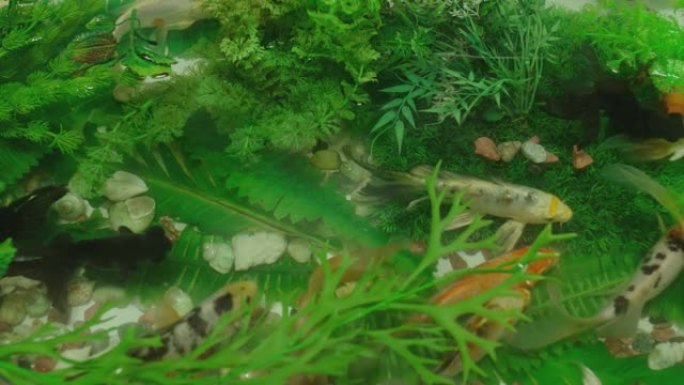 许多彩色鲤鱼或日本锦鲤在水族馆游泳。水面下美丽的金鱼群。美丽的异国情调，树叶，海水中的植物。关闭慢动