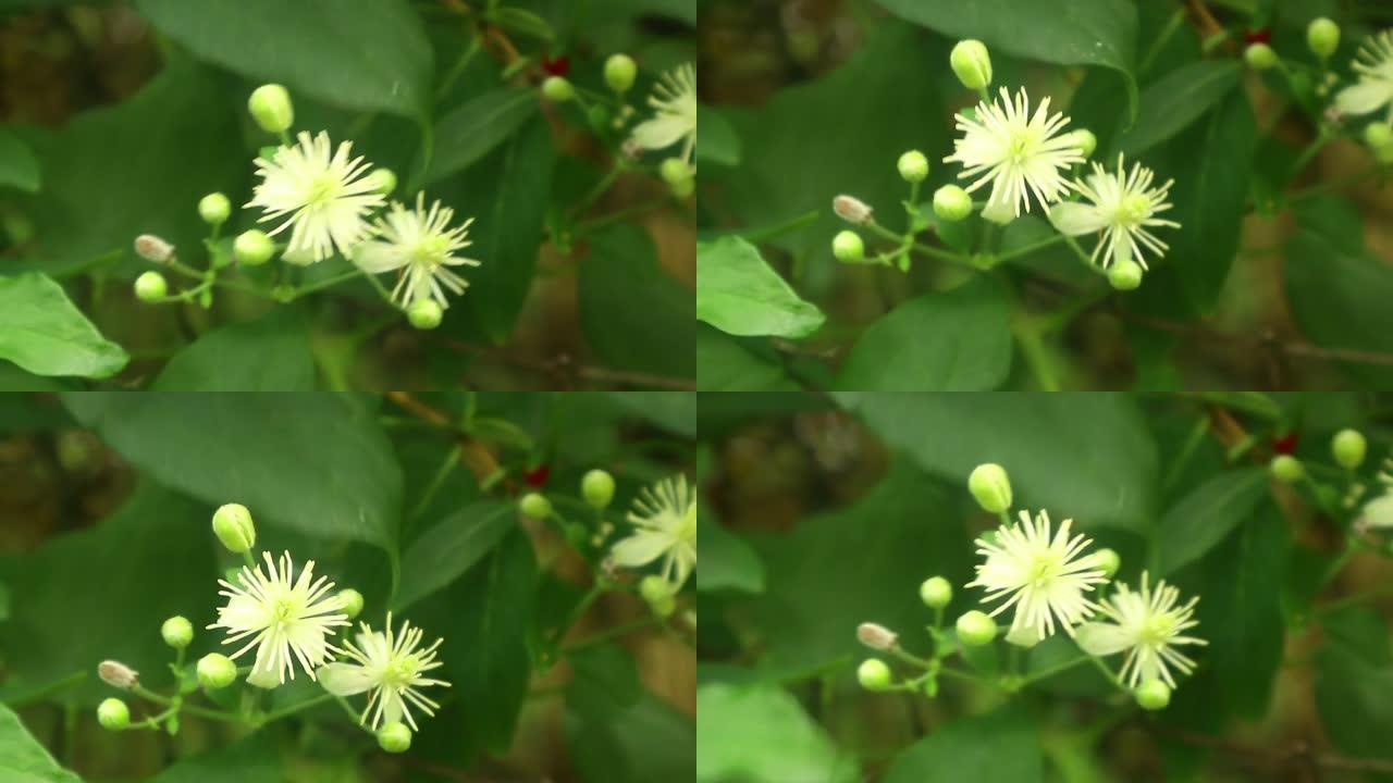 攀缘植物的白花-铁线莲