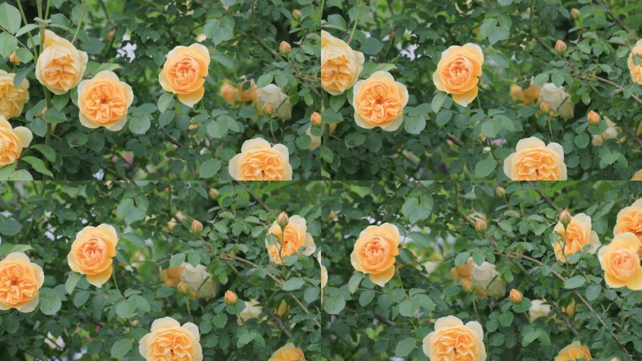 盛开的新鲜多彩的玫瑰