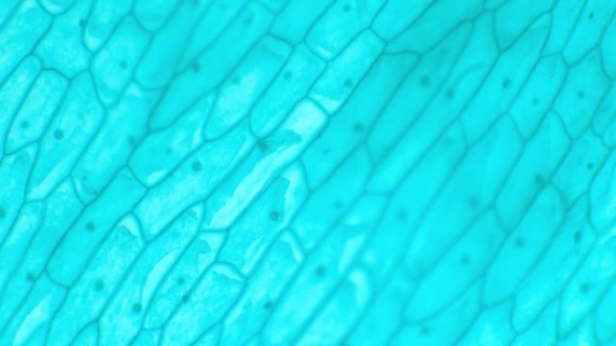 显微镜下的表皮。葱属表皮。显微镜下的洋葱。葱属表皮。将显微镜聚焦在植物组织的外层。高清质量，4K