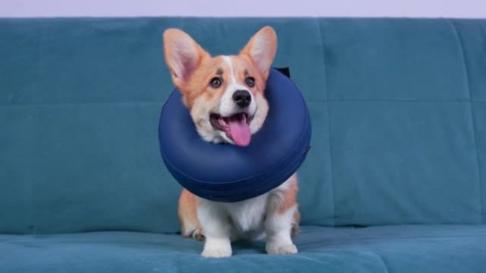 威尔士柯基彭布罗克小狗，脖子上有保护性充气项圈，或者泡沫枕头。狗坐在沙发上舔嘴唇。手术后康复的设备。