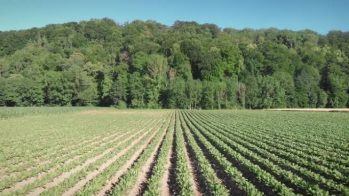 年轻的绿色萝卜田地靠着树木和湛蓝的天空。萝卜作物生长成熟的农艺田。农业概念。农业综合企业和农业工业。