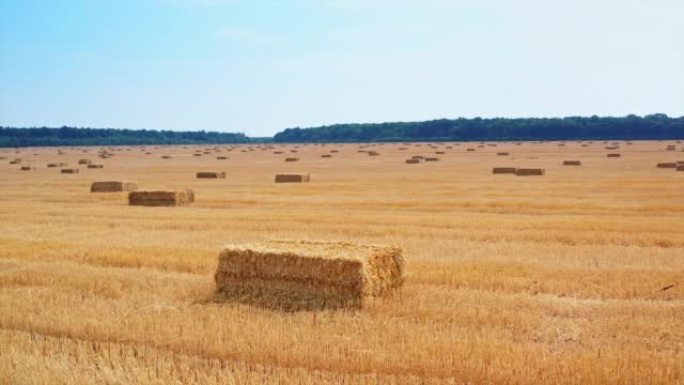 长方形的干草包留在切好的麦田里。收割季节后农田散落的草包。