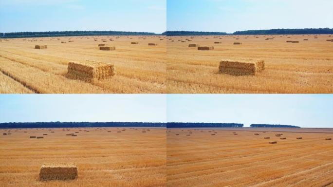 长方形的干草包留在切好的麦田里。收割季节后农田散落的草包。
