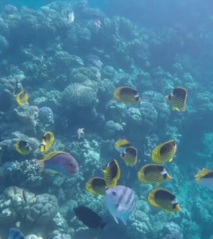 垂直视频: 好奇的鱼群游泳，看着相机镜头。对角蝴蝶鱼、红海帆鳍塘和印度太平洋军士