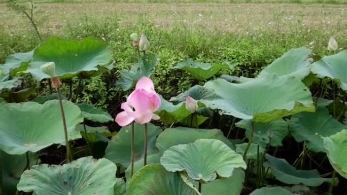 录像，一朵莲花在田野前的绿叶之间。