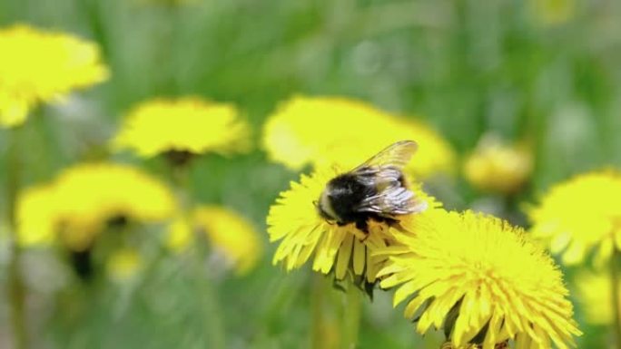 蒲公英上的大黄蜂将花粉收集在后腿的袋子中，然后飞走。