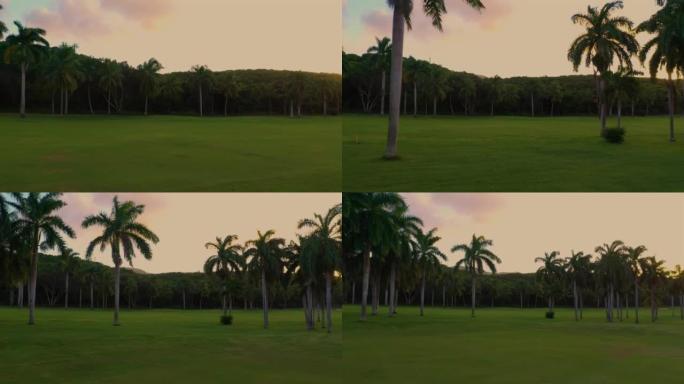 牙买加的日落高尔夫球场，棕榈树。