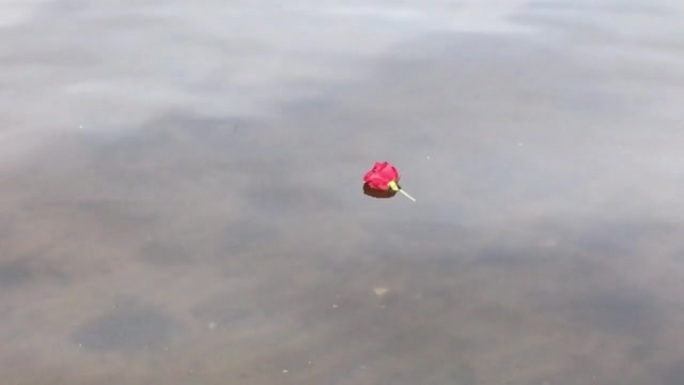 漂浮在水面上的红玫瑰芽