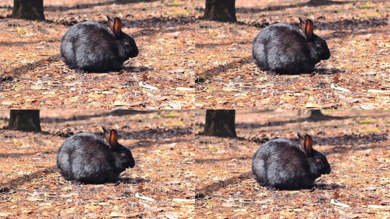 一只黑色的兔子在森林里干枯的叶子上，在明亮的阳光下啃着白菜叶。风吹起厚厚的毛皮