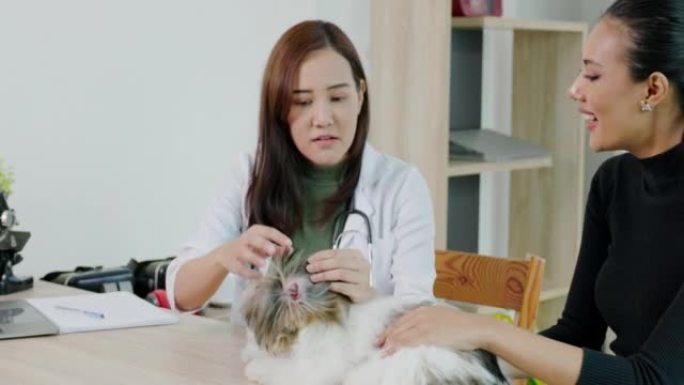 兽医亚洲妇女在诊所与狗主人一起检查她的西施。宠物健康检查。概念宠物健康