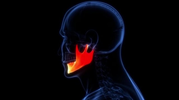 人体骨骼系统颅骨骨部分下颌骨解剖动画概念