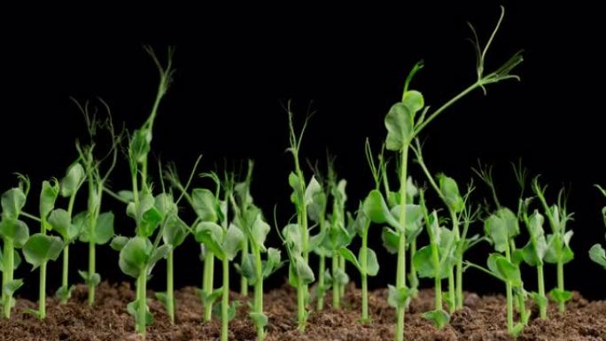 青豆植物生长的时间流逝
