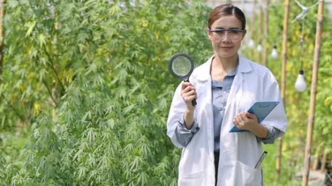 科学家分析和研究大麻油提取物，草药替代药物概念，cbd大麻油，药物工业。