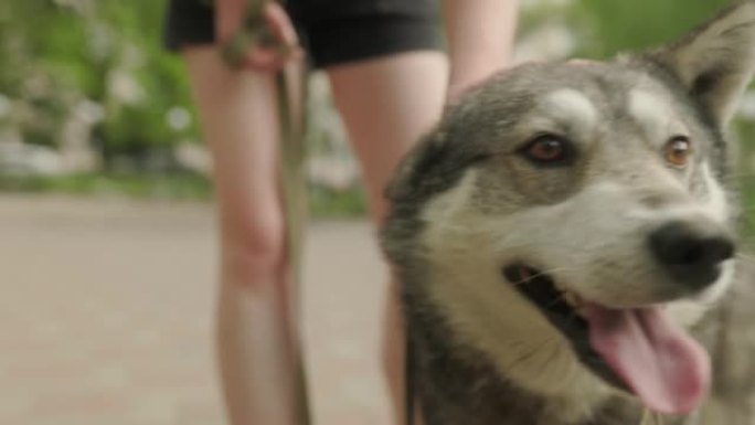 流浪狗受到陌生人的喜爱，无家可归的宠物带着善良的感激之情注视着相机，有关帮助动物的社交视频。